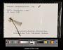 Lestes rectangularis