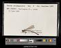 Lestes rectangularis