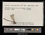 Lestes rectangularis