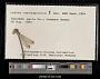 Lestes rectangularis