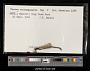 Lestes rectangularis