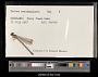Lestes rectangularis