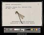 Lestes rectangularis