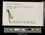 Lestes rectangularis