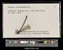 Lestes rectangularis