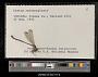 Lestes rectangularis