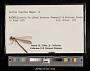 Lestes vigilax