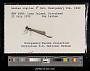 Lestes vigilax