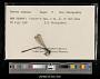 Lestes vigilax