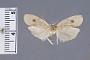 Lethata mucida