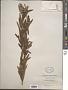 Leucadendron arcuatum I.A. Williams