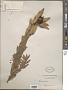 Leucadendron sp.