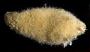 Leucandra sp.