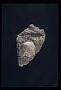 Leucite