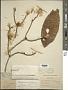 Leucomeris decora Kurz