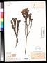Leucopholis phylicoides Gardner