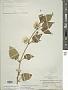 Leucophysalis grandiflora (Hook.) Rydb.