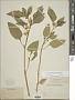 Leucophysalis grandiflora (Hook.) Rydb.