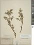 Leucophysalis grandiflora (Hook.) Rydb.