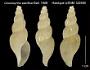 Leucosyrinx pacifica