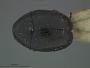 Lexiphanes flavitarsis
