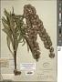 Liatris aspera Michx.