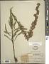 Liatris aspera Michx.