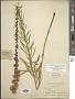 Liatris aspera Michx.