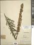 Liatris aspera Michx.