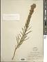 Liatris punctata Hook.