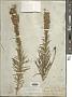 Liatris punctata Hook.
