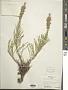 Liatris punctata Hook.