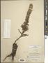 Liatris punctata Hook.