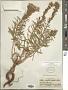 Liatris punctata Hook.
