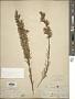 Liatris punctata Hook.