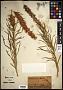 Liatris punctata Hook.