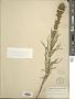 Liatris punctata Hook.