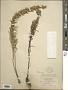 Liatris punctata Hook.
