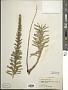 Liatris punctata Hook.