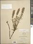 Liatris punctata Hook.