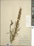 Liatris punctata Hook.