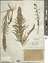 Liatris punctata Hook.