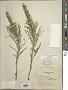 Liatris punctata Hook.