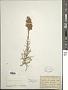 Liatris punctata Hook.