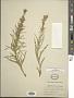Liatris punctata Hook.