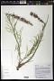 Liatris punctata Hook. var. punctata