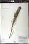 Liatris punctata Hook. var. punctata