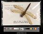 Libellula auripennis