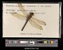 Libellula auripennis