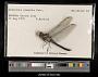 Libellula comanche